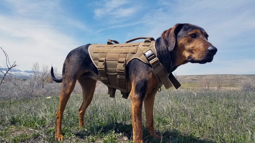 dog harness - the onetigris x destroyer harness offers a lot of protection for...