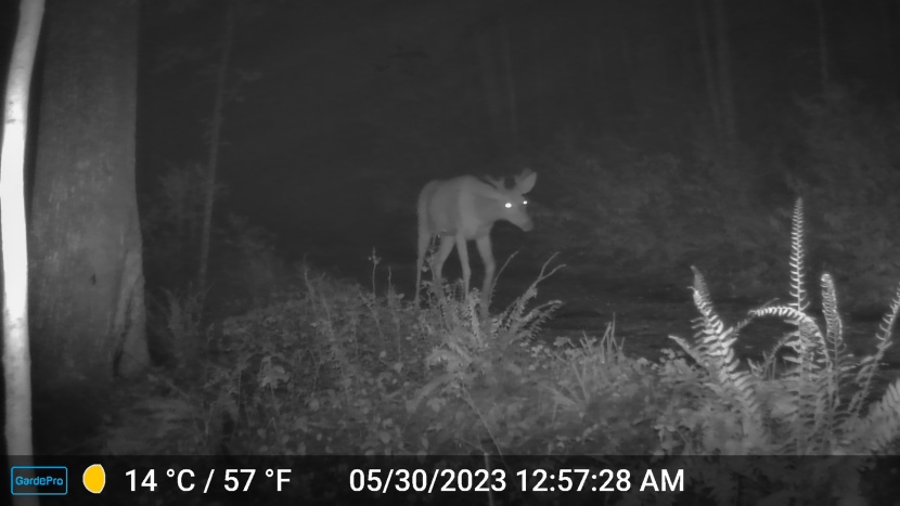 even in its lower-quality default settings, the gardepro images are...