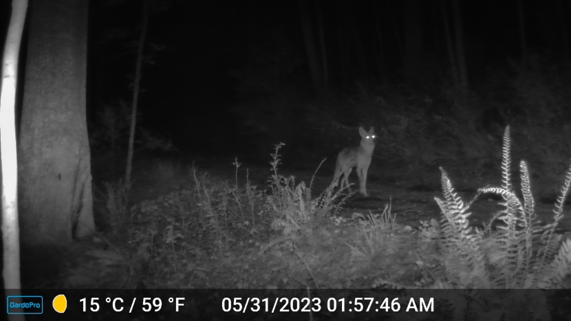 trail camera - we were impressed with the gardepro&#039;s ability to capture crisp...