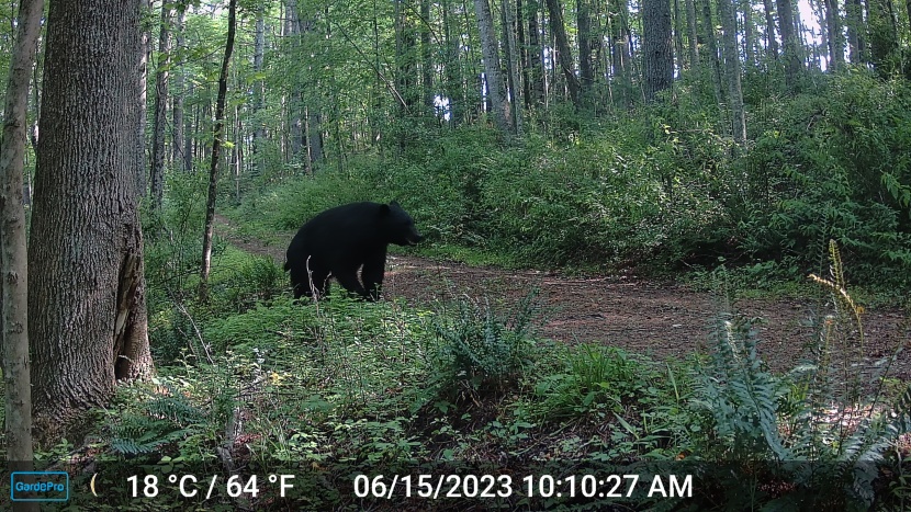 this photo was taken in the gardepro's default settings. in its...