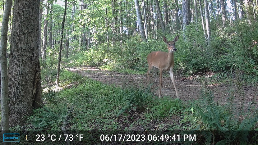 though the photos are high quality, the camera's wide lens can focus...