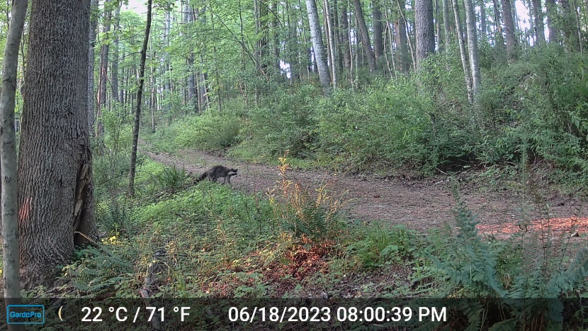 the gardepro's large detection zone means you miss less of the...