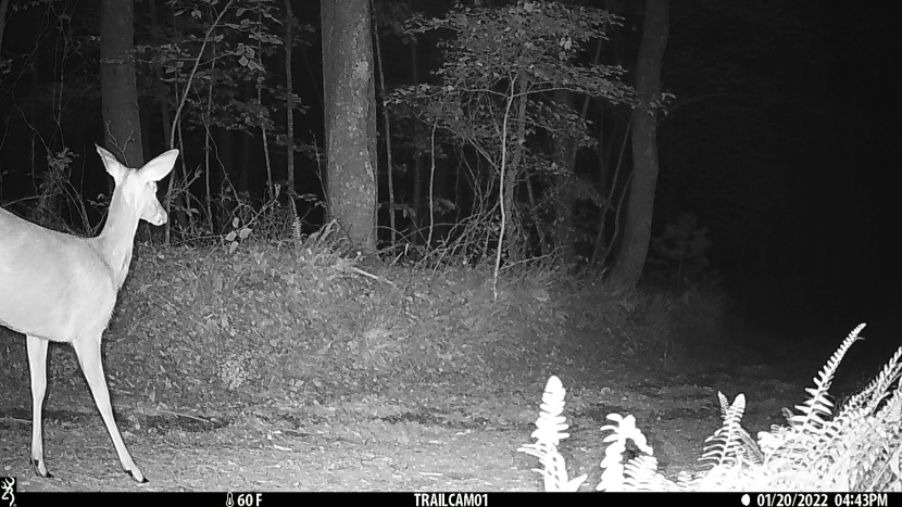 the strike force pro captured this close-range deer at night in its...