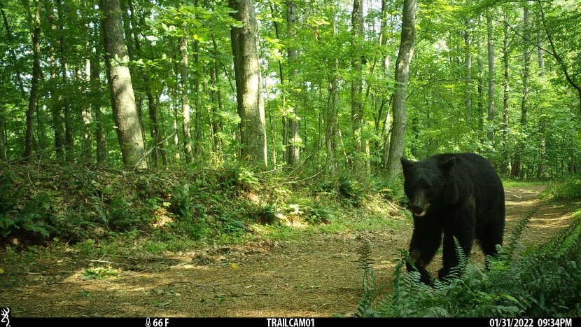 the same bear that passed the reconyx then walked by the strike...