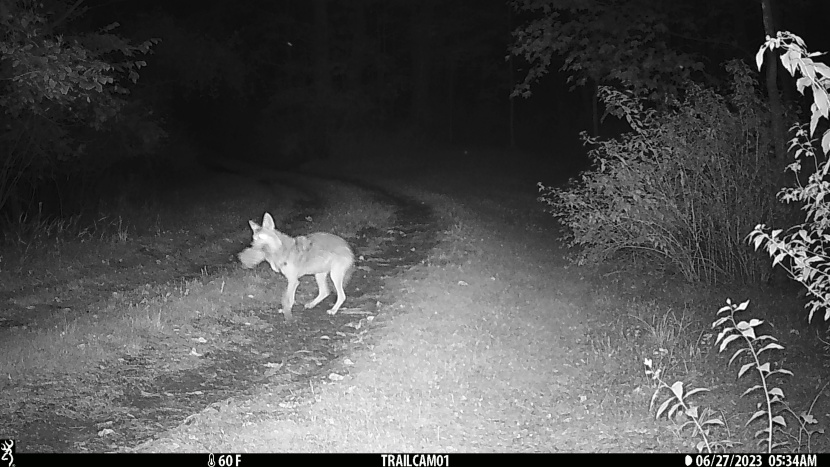 presumably, this coyote is spinning around quickly, but the strike...