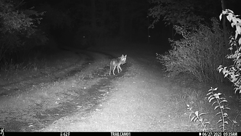 it looks back to see what scared it.