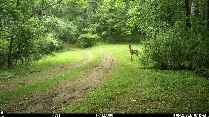 the strike force pro can take images in up to 26mp, as shown here...