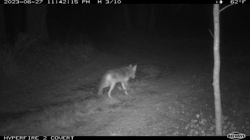 the reconyx's recovery rate allowed it to capture details of the...