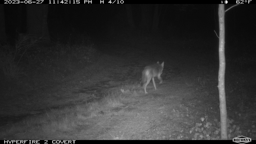 the details are reasonably crisp for a nighttime shot in motion.