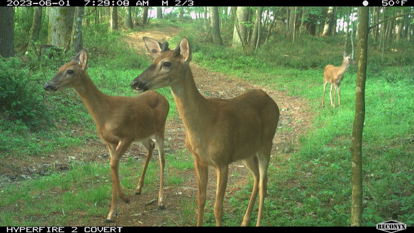 trail camera - the reconyx doesn&#039;t have the best picture quality in the test, but...