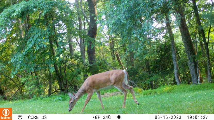 trail camera - the bushnell core ds doesn&#039;t have the best-looking images in the...