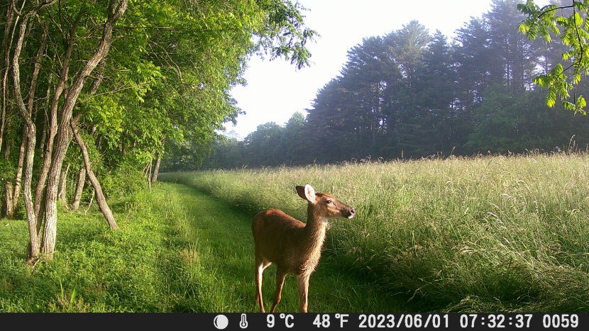 trail camera - the vikeri camera can deliver gorgeous photos. this whitetail was...