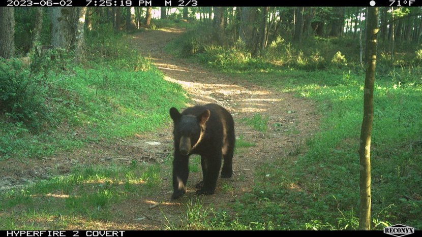 again it captures a lot of the details of the bear's movements with...
