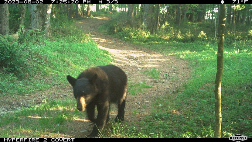 it's nice to know for instance, the relative size of the bears by...