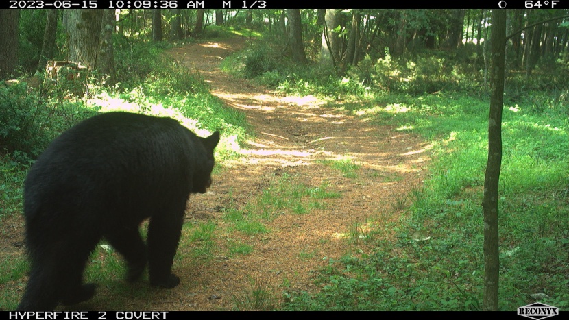 the reconynx captured this bear moving through in its default...