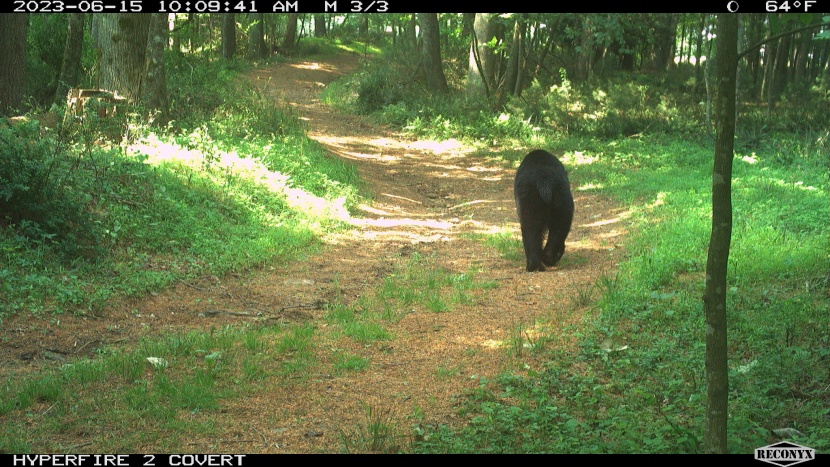 until the bear wonders out of the reconyx's limited range about 5 to...