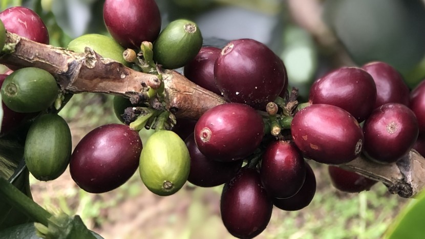 coffee maker - the first step to a great cup of coffee is a high quality bean.