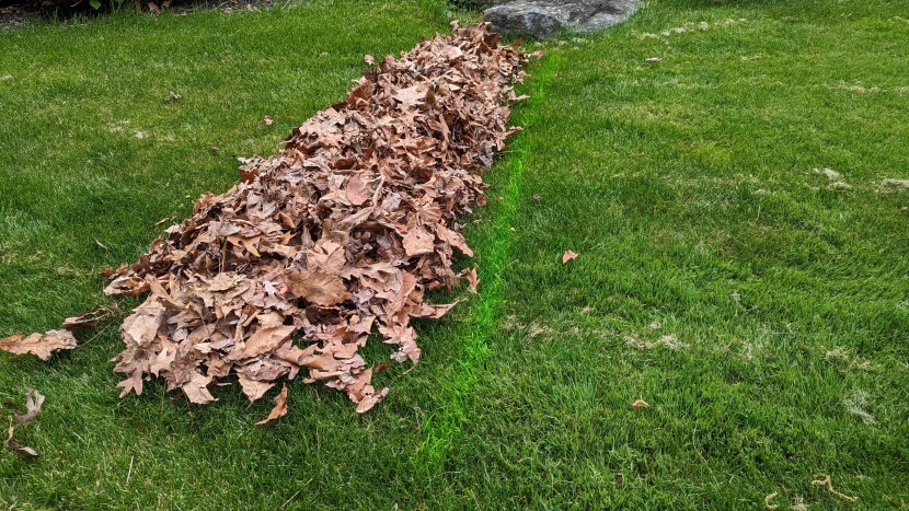 leaves lined up behind the starting line, ready for the next round...