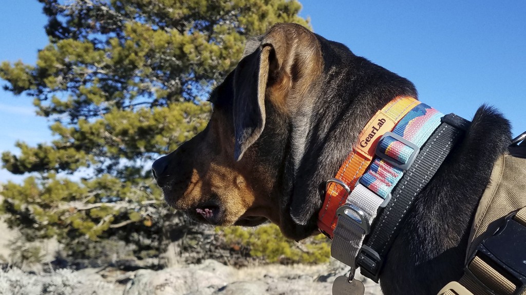 10 Best Dog Collars 2023, HGTV Top Picks