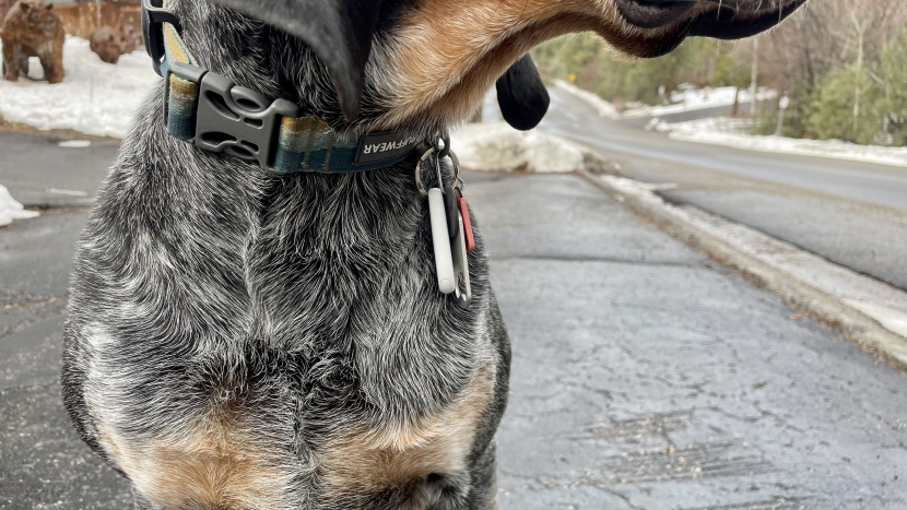 samsung smarttag2 - the samsung smarttag2 conveniently attaches to a pet with a keyring...