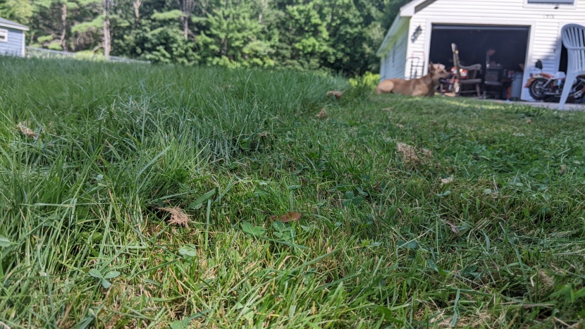 american lawn mower 1204-14 - the results are fairly consistent.