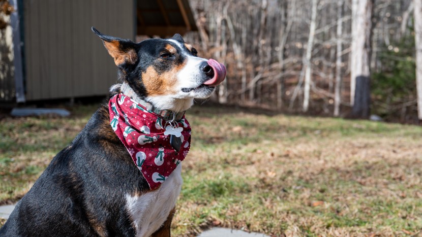 tile mate - beatrice didn&#039;t mind the tile mate attached to her collar.