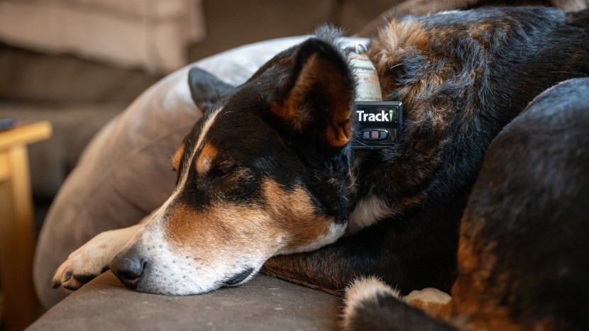 tracki gps - the tracki gps on beatrice&#039;s collar didn&#039;t get in the way of naptime.