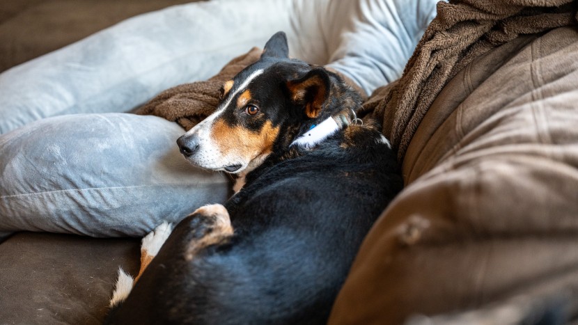 tractive gps - the tractive gps constantly watches over your pet&#039;s location and...