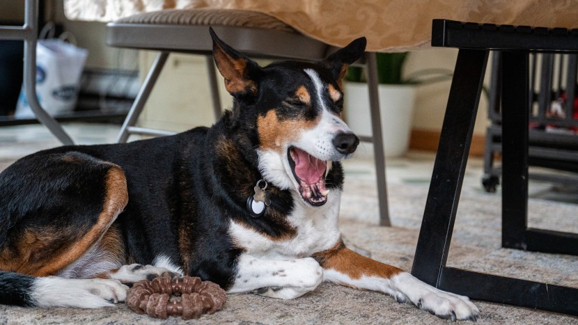 apple airtag - you&#039;ll always know where your dog is, even if they&#039;re hiding.