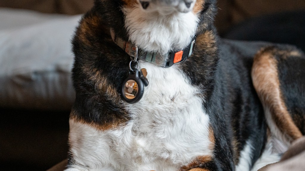 apple airtag - you can get to tracking your pets in no time with the airtag.