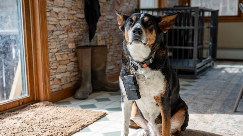 innway card find my - there&#039;s no straightforward way to get the innway card onto a dog...