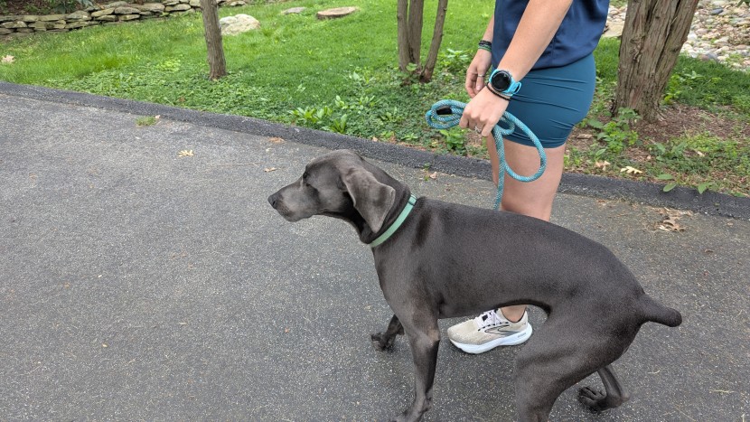 fitness tracker - simply looking to track the steps you take with your dog? a simple...