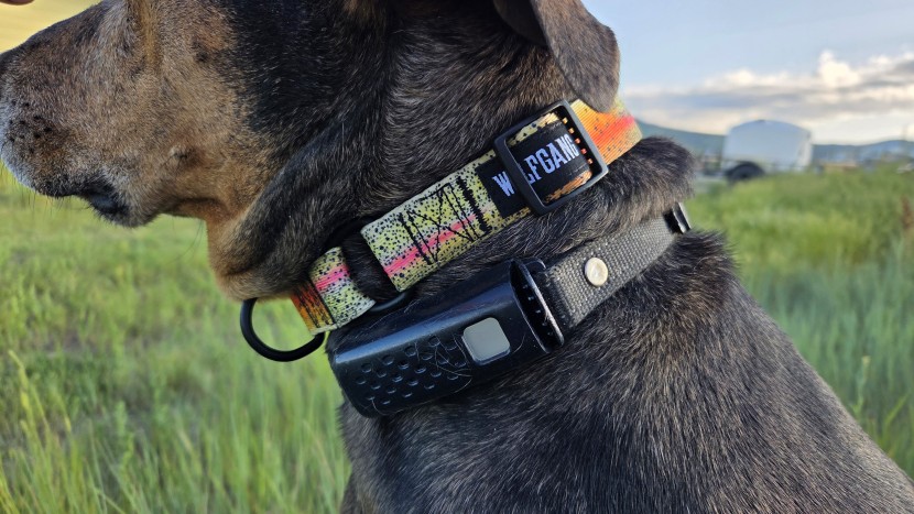 dog collar - the wolfgang heavy duty martingale in a cutbow trout pattern is one...