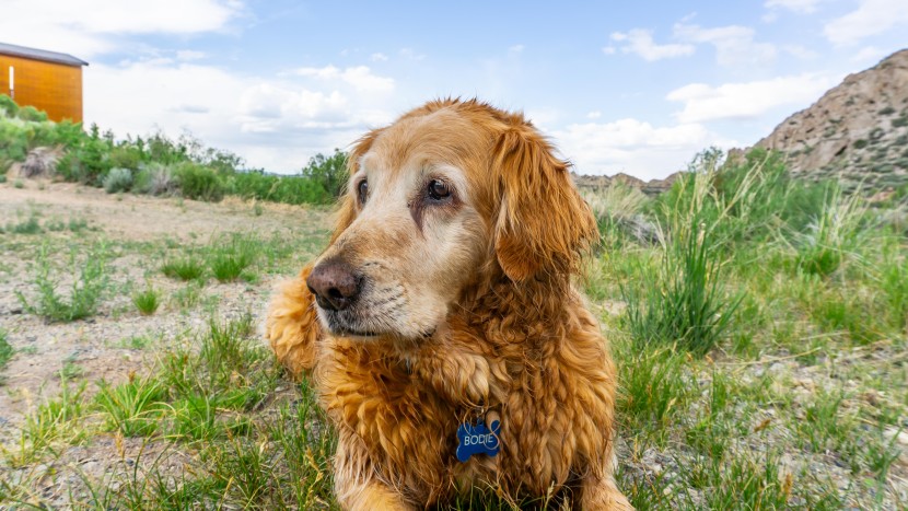 apple airtag - if your dog wanders from home, the airtag will shoot you a...