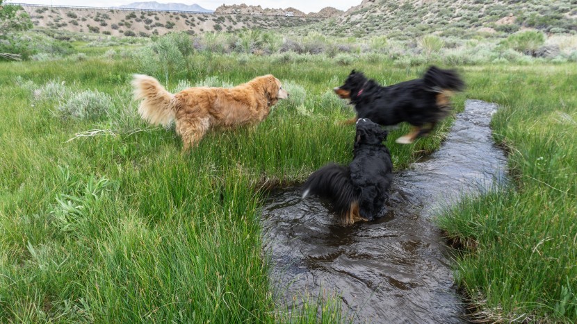 gps dog collar - there are several different gps collars on the market at various...