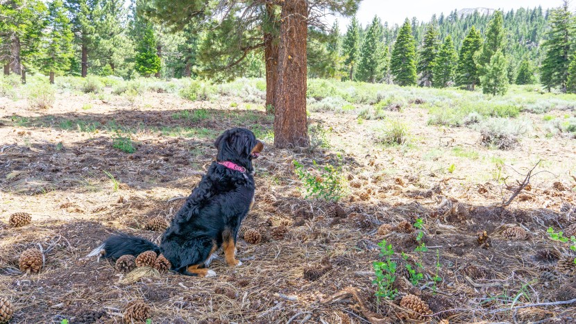 if you could see your dog roaming free in backcountry environments...