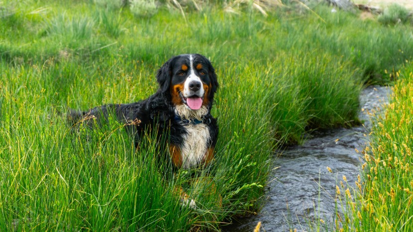 gps dog collar - if your dog likes the water and is notoriously hard on their toys or...