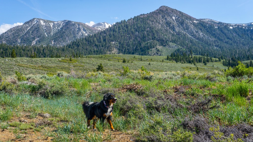 gps dog collar - we tested these gps collars across concrete sprawls and alpine...