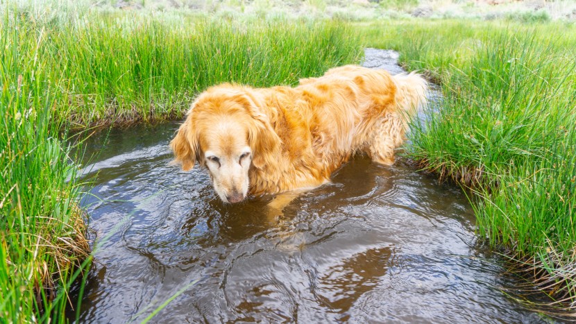 tractive gps - the tractive&#039;s construction held up to our pups going swimming and...