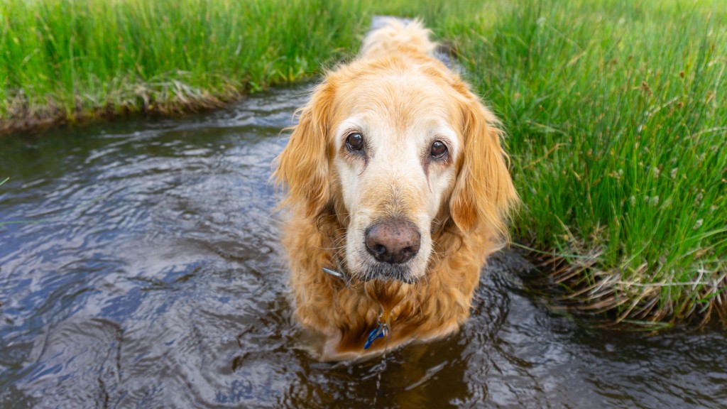 tractive gps - our pups wore the tractive for extended periods, testing everything...