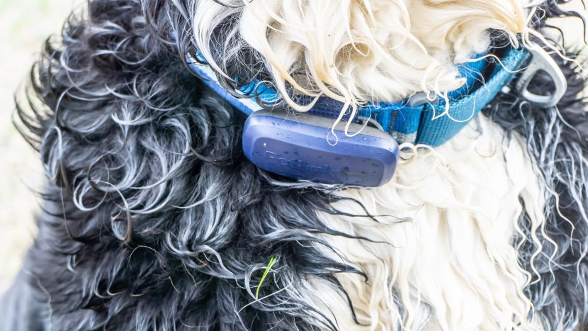 gps dog collar - the petlink performed equally well on the first and last day of...