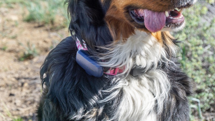 gps dog collar - the petlink offers a very reasonable monthly price if you&#039;re willing...