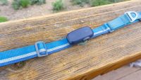 gps dog collar