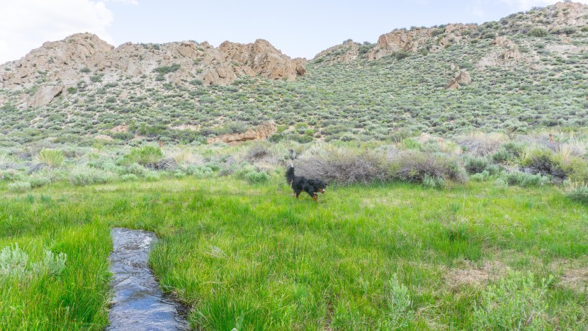 pit pat dog - while the pitpat&#039;s velco collected dog hair, it remained securely...