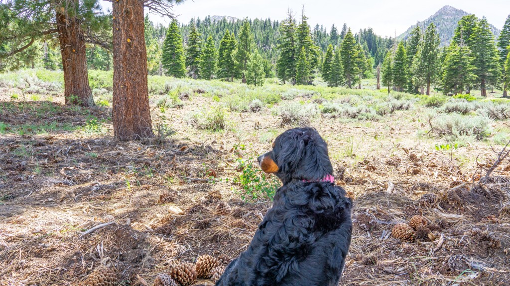 pit pat dog - the pitpat was worn by multiple dogs for a variety of activities...