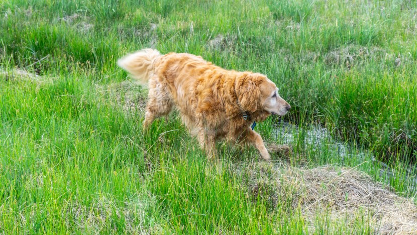 apple airtag - in an urban or suburban environment, your pup is more likely to be...