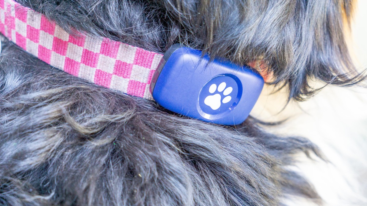 Pit Pat Dog Review