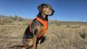Thumbnail photo of Ruffwear Front Range