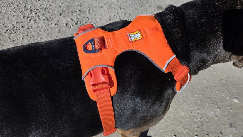 dog harness - the ruffwear front range is pretty easy to don and remove, and large...