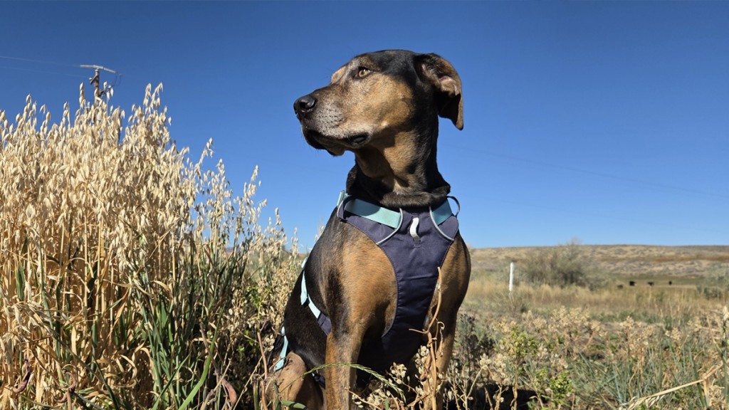 dog harness - the ideal dog harness is comfortable, easy to put on, easy to...